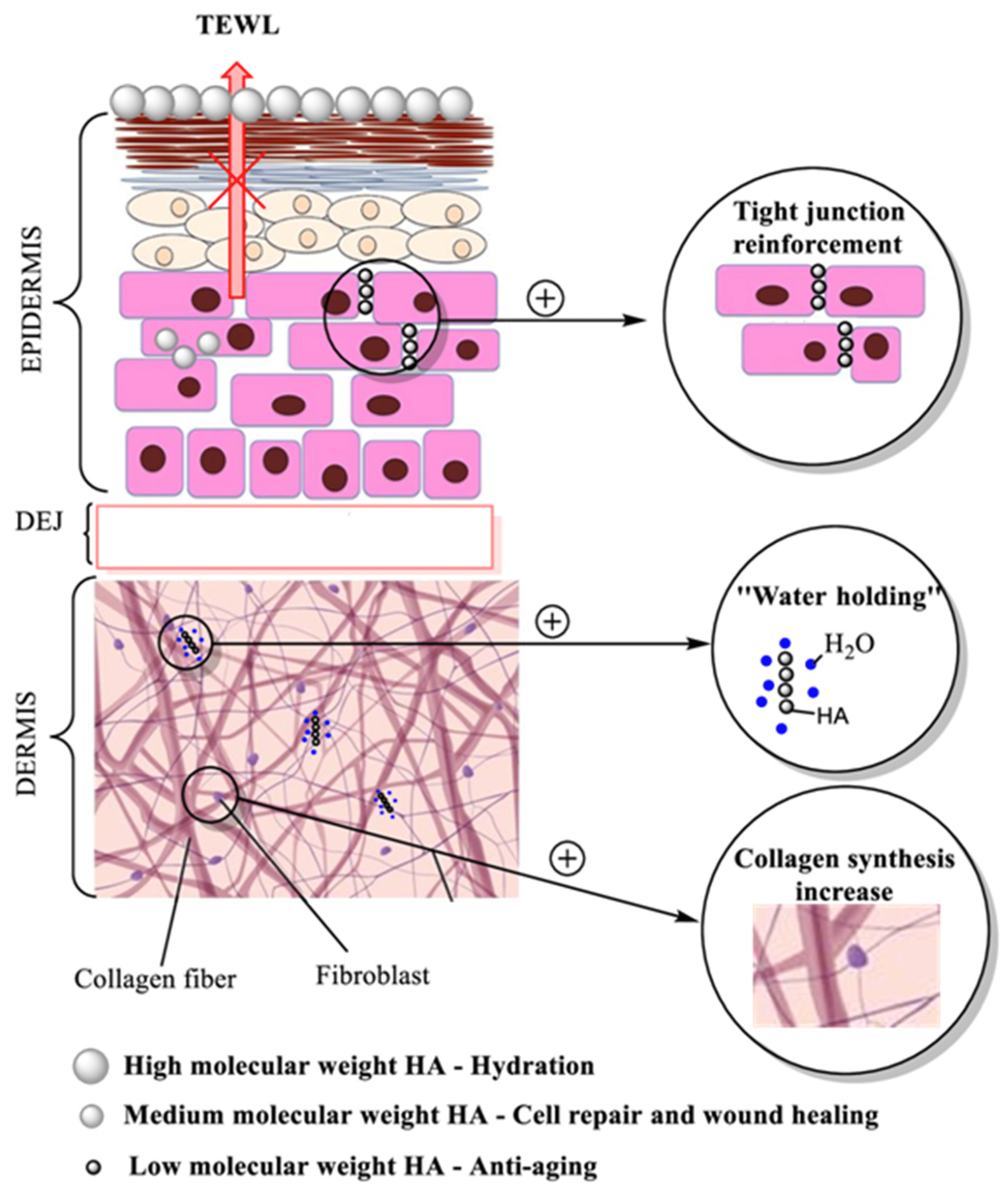 The Connection Between Hyaluronic Acid Cream And Stimulating Collagen Production